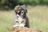LHASSA APSO 091